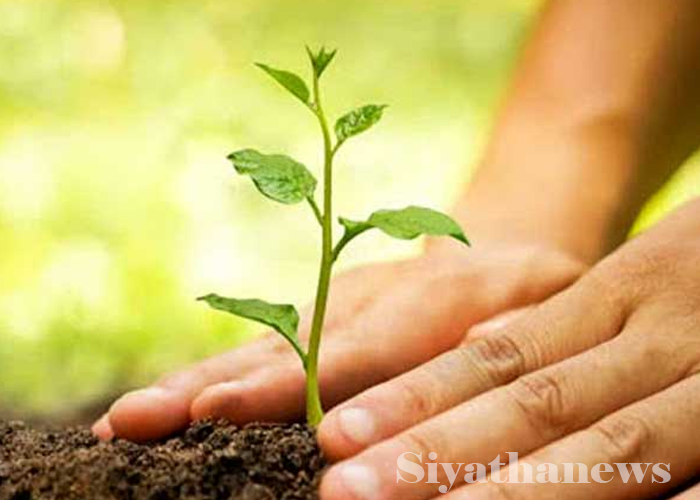 පැළ සිටුවීමේ නැකත හෙට