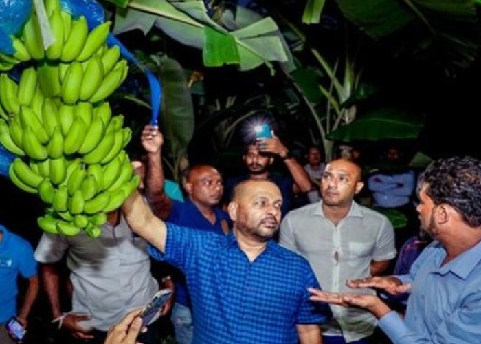 යාපනයේ ඇඹුල් කෙසෙල් අප්‍රේල් 28 ඩුබායි වෙළෙඳපොළට