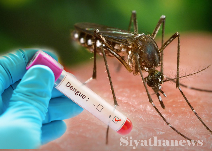 ගතවූ දින කිහිපයට ඩෙංගු රෝගීන්  6535 යි