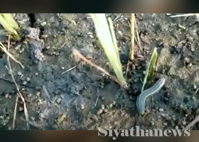 සේනා දළඹුවාට සමාන දළඹුවෙක් ආනමඩුවෙන්