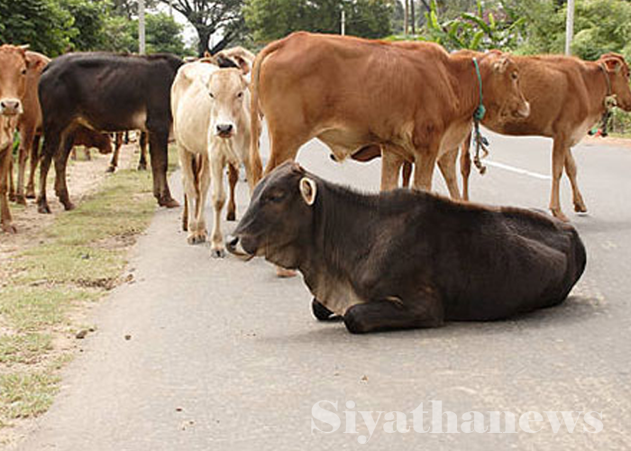වයඹ ගවයින්ට පිට පළාත් තහනම් වෙයි