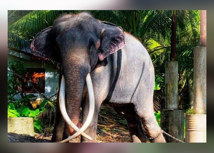 මුතුරාජා හෙට තායිලන්තයට