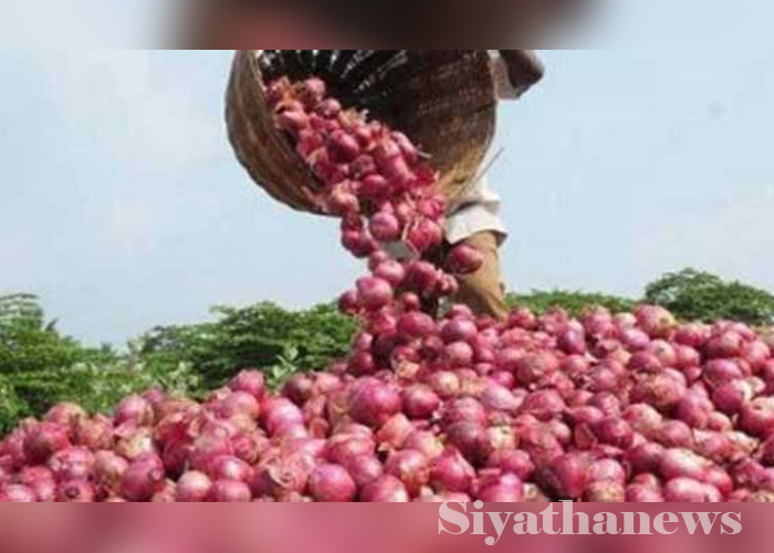රට ලොකු ළූණූ නිසා අභාවයට යන මෙරට ලොකු ළූණූ