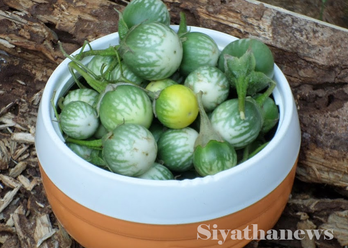 මැණිකේ සහ ටිකිරා එකම කූඩෙට