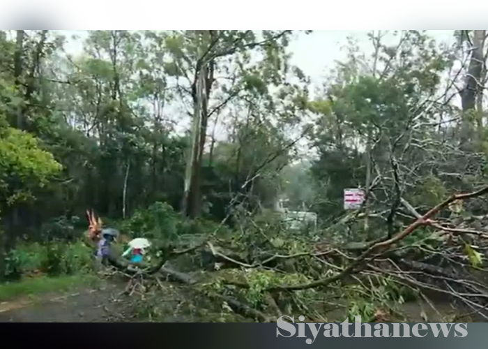 නුවරඑළිය හෝටන්තැන්න මාර්ගයට ගස් කඩා වැටෙයි