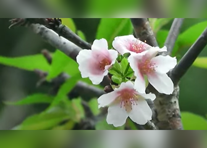 ඌව වෙල්ලස්ස විශ්වවිද්‍යාලයේ පිපිණු ජපානයේ සකුරා