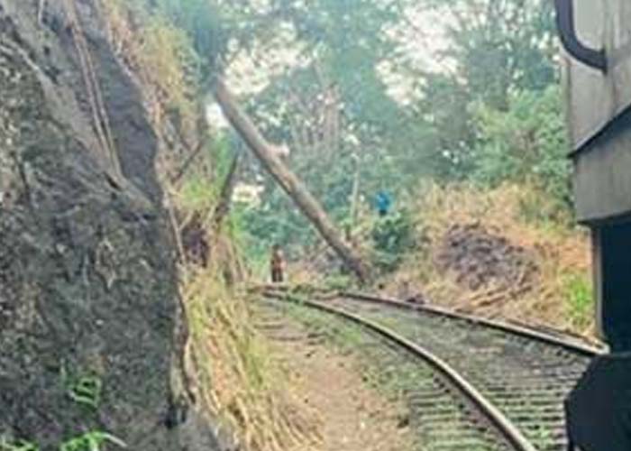 ගසක් කඩා වැටීමෙන් දුම්රිය ධාවනයට බාධා