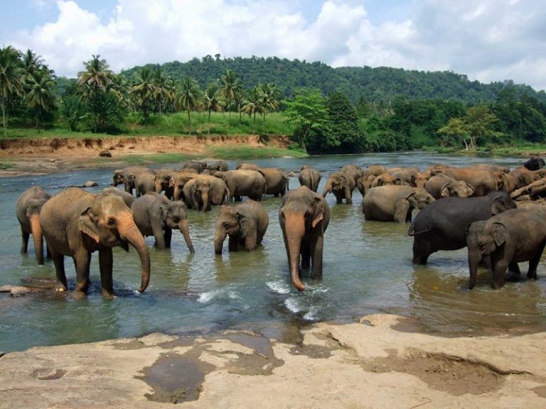 වියළි කාලගුණයෙන් අලි නෑවීමටත් බාධා