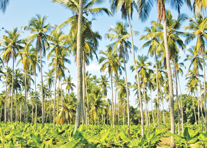 දෙවන පොල් ත්‍රිකෝණය උතුරු පළාතේ