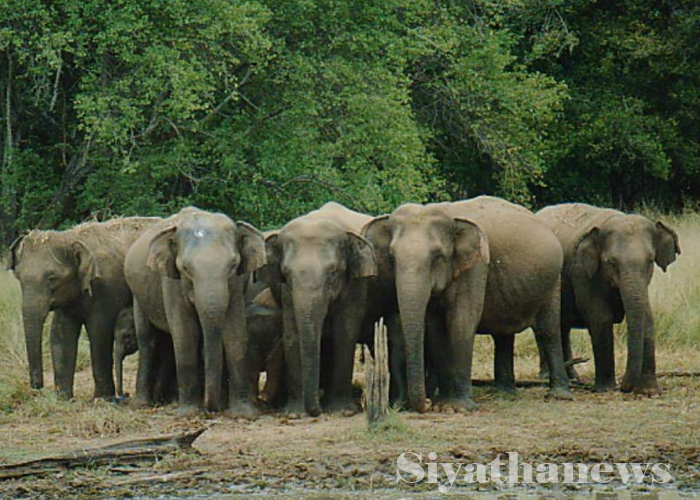 වියළි කාළගුණයෙන් අලි ඇතුන් 6000 ක ජීවිත අවදානමේ(VIDEO)