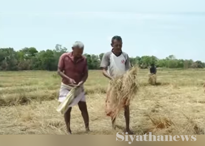 අමාරියාගල වැව සමග සිඳුණු ගොවි ජීවිත(VIDEO)