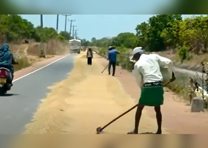 වී සදහා ඉහළ මිලක් ලබාදෙන්න – පොළොන්නරුවේ ගොවීන් ඉල්ලයි(VIDEO)