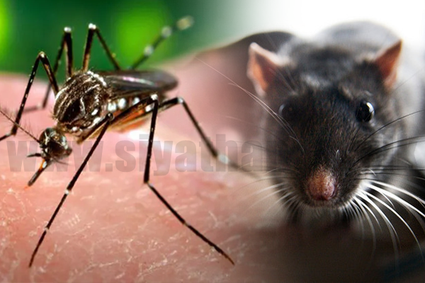 අයහපත් කාලගුණයත් සමග ඩෙංගු හා මී උණ ව්‍යාප්තිය ඉහළට(VIDEO)