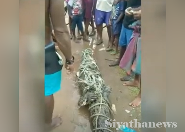 ලුනාව දුම්රිය ස්ථානය ආසන්නයේ කිඹුලෙක්