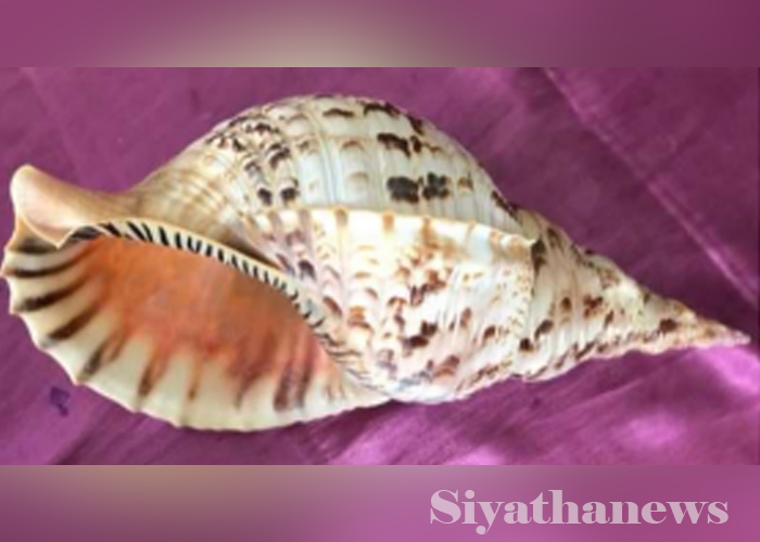 වාලම්පුරියක් සමඟ සැකකරුවෙක් අත්අඩංගුවට