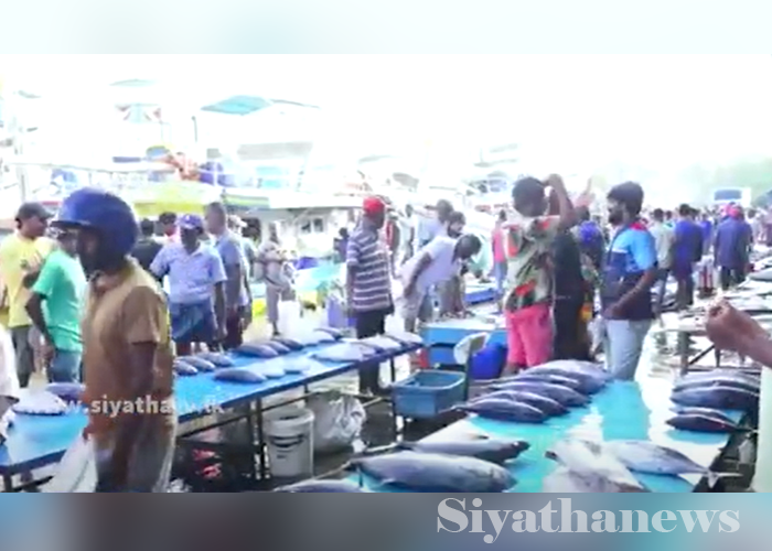 බේරුවල ධීවර වරායෙන් අඩු මිලට මාළු(VIDEO)