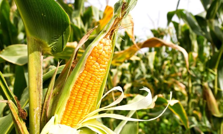 මහ කන්නයේ බඩඉරිඟු වගා කිරීමට පොහොර නොමිලේ