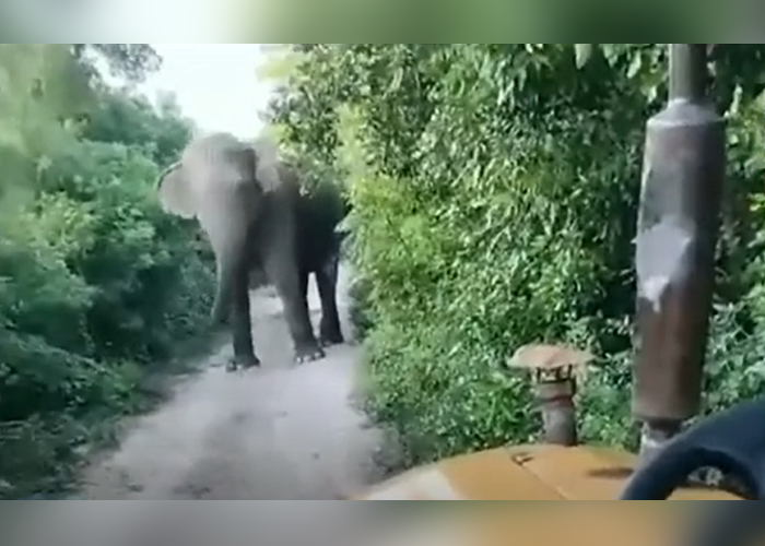 කරුණාවන්ත හඩට මෙල්ල වූ සද්ධන්තයා(VIDEO)