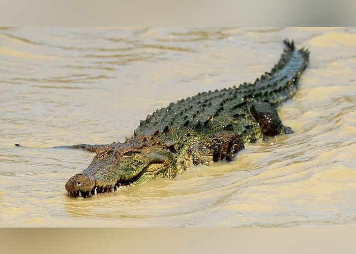 කිඹුල් ප්‍රහාරයකින් තරුණයෙක් මියයයි