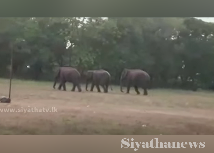 පාසලට ආ වන අලි(VIDEO)