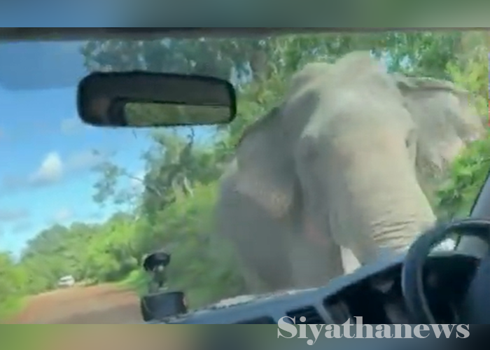 සංචාරකයින් පිරිසක් ගමන්ගත් වෑන් රථයකට වන අලි ප්‍රහාරයක්(VIDEO)