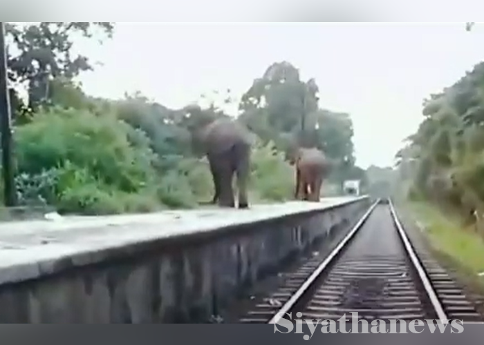 හබරණ දුම්රිය ස්ථානයට වන අලි