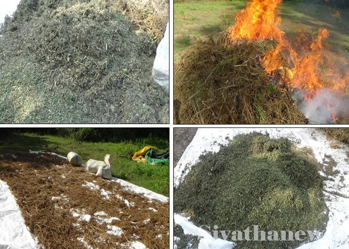 කෝටියකට ආසන්න ගංජා වැටලීමක්