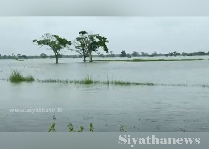 අධික වර්ෂාවෙන් කුඹුරු අක්කර 500ක් විනාශ වෙයි(VIDEO)