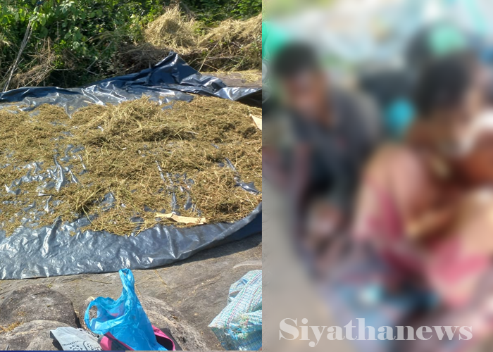 අක්කර තුන හමාරක ගංජා හේනක් වටලයි