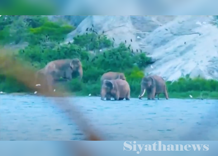 පැරකුම් සමුදුරට නෑගම් එන වස්ගමුවේ අලි රංචුව (VIDEO)