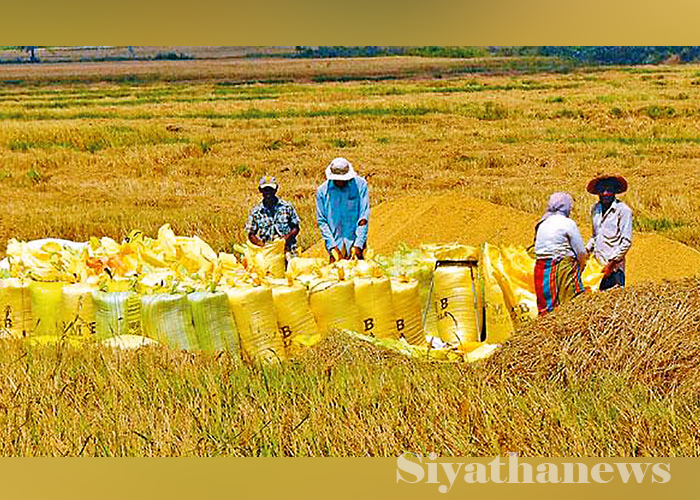 මහ කන්නයේ වී මිලදී ගැනීමට කිසිදු වැඩපිළිවෙලක් නැති බවට ගොවීන්ගෙන් චෝදනා (VIDEO)
