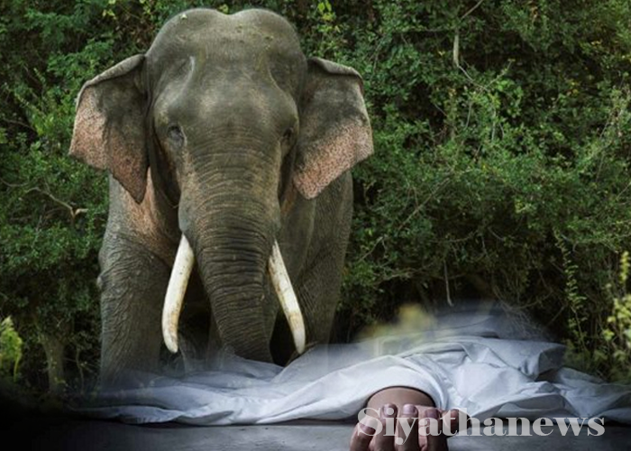 වන අලි පහරදීමකින් සිව්දරු පියෙකු ජීවිතක්ෂයට (VIDEO)