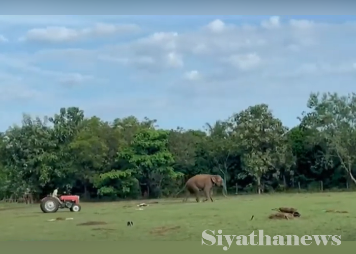 මොණරාගල ධර්මාලෝක විද්‍යාලයට වන අලි තර්ජන – දරුවන් දැඩි පීඩාවට (VIDEO)