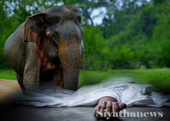 වන අලි පහරදීමකින් පුද්ගලයෙකු මරුට