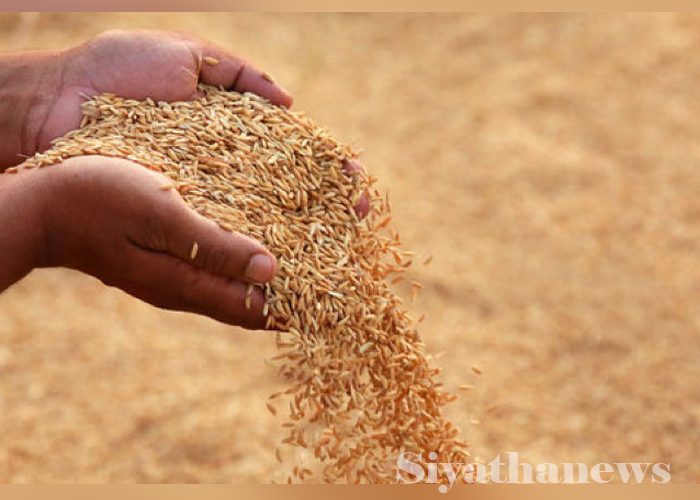 වී මිල පහළ යාම නිසා දකුණේ සහ උතුරේ ගොවීන් දැඩි අසීරුතාවයක (VIDEO)