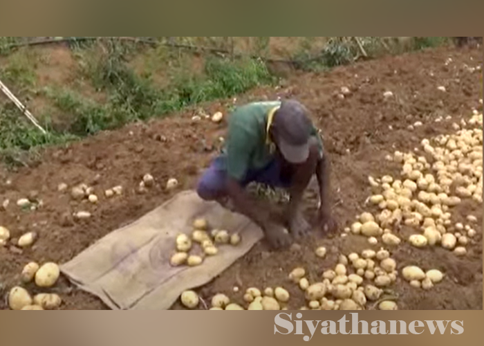 නිසි මිලක් නැති වැලිමඩ අල