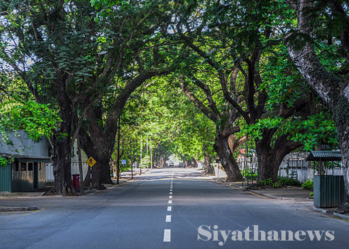 කොළඹ අවධානම් ගස් ඉවත් කිරීමට විශේෂ වැඩපිළිවෙලක්