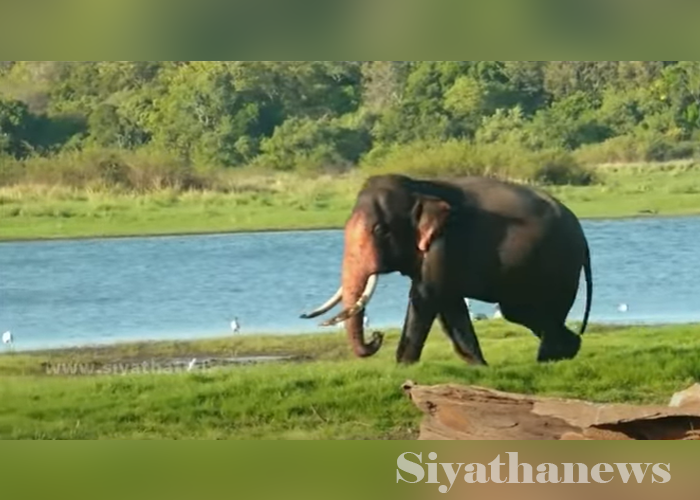 මින්නේරිය සහ කවුඩුල්ල ජාතික වනෝද්‍යාන නිජ භූමිය කරගත් සුමේධ හස්තියා (VIDEO)