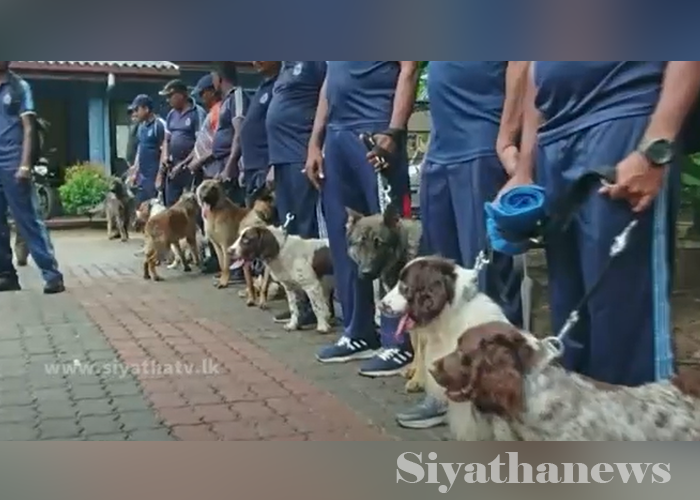 නෙදර්ලන්තයෙන් මෙරටට ආ පොලිස් නිල සුනඛයින් (VIDEO)