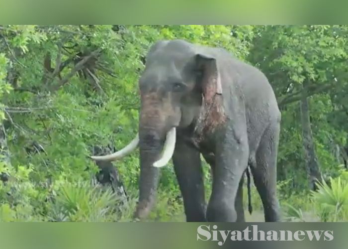 අග්බෝට යළි තර්ජන (VIDEO)