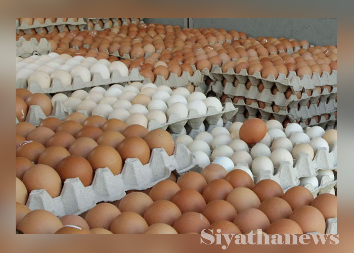 බිත්තර ආනයනයට කැබිනට් අනුමැතිය