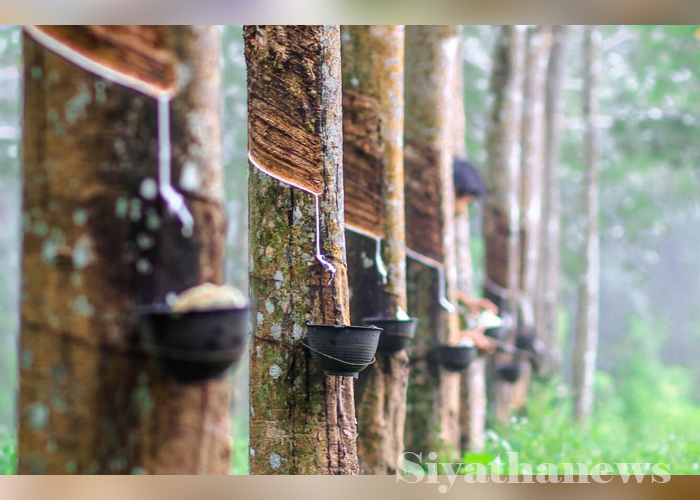 රබර් වගාවට පොහොර සහනාධාරයක්