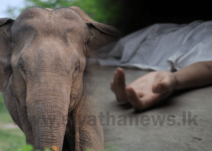 වන අලි ප්‍රහාරයකින් පුද්ගලයෙකු මරුට