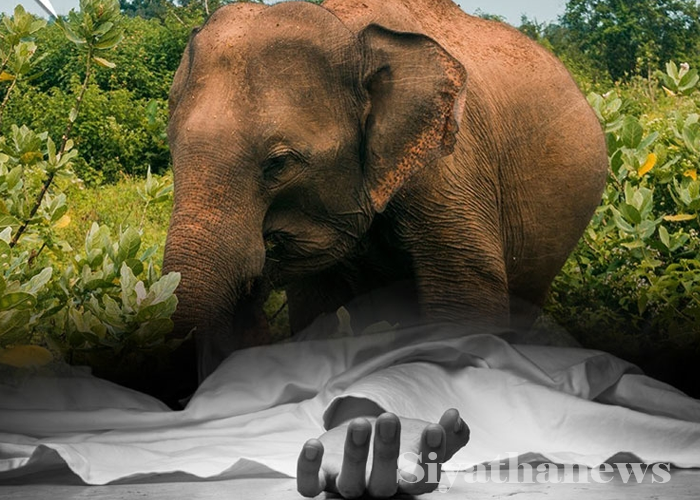 වන අලි පහරදීමකින් පුද්ගලයෙකු මරුට