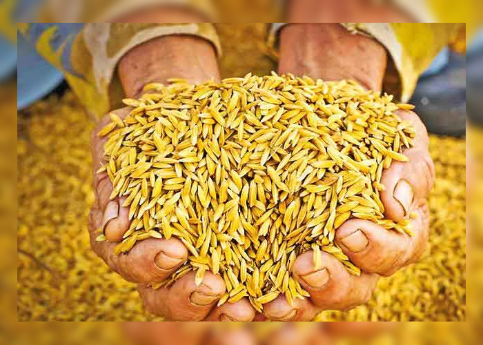 යල කන්නයේ වී මිලදී ගැනීම අද සිට