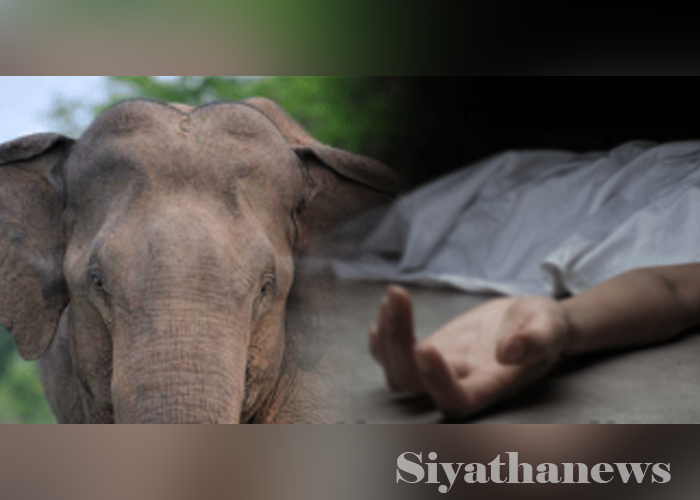 වන අලි පහරදීමකින් පුද්ගලයෙකු මරුට