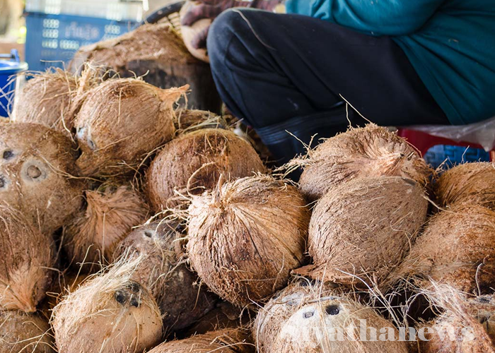 ඉහළ යන පොල් මිල පාලනයට නව වැඩපිළිවෙලක් (VIDEO)