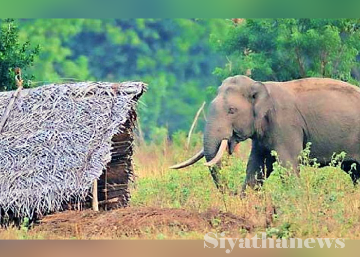 වන අලි ප්‍රහාරයකින් කාන්තාවක් මරුට