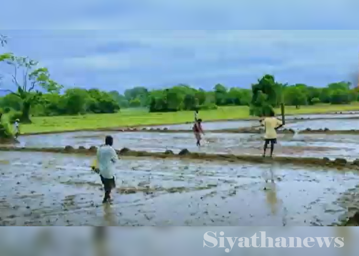 ඉහල ගිය පොහොර සහ බිත්තර වී මිල නිසා ගොවීන් අපහසුතාවට (VIDEO)
