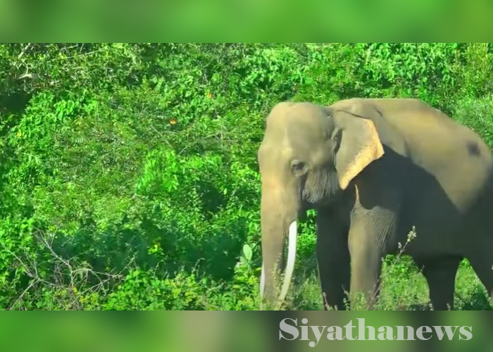 වන අලි පහරදීමකින් පුද්ගලයෙකු මරුට